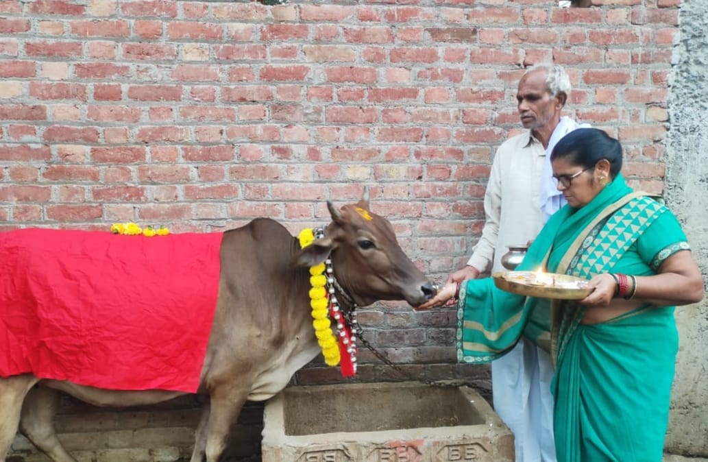 शहर में गोमाता की पूजा करते सुभाष चंद्र दीक्षित व उमा दीक्षित शहर में गोमाता की पूजा करते सुभाष चंद्र दीक्षित व उमा दीक्षित