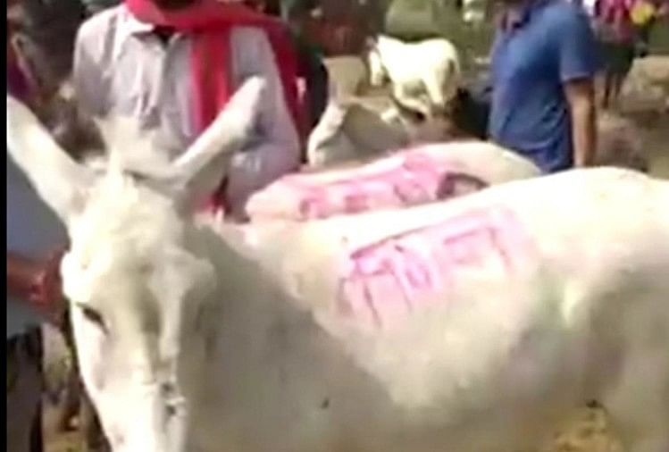 Donkeys Fair Di Ujjain: Kangna Dan Arya Akan Membawa Batu Bata…keduanya Dijual 34 Ribu…vaksin Biaya 14 Ribu.  Donkeys Fair di Ujjain: Kangna dan Aryan akan membawa batu bata, keduanya dijual seharga 34 ribu, vaksin seharga 14 ribu!