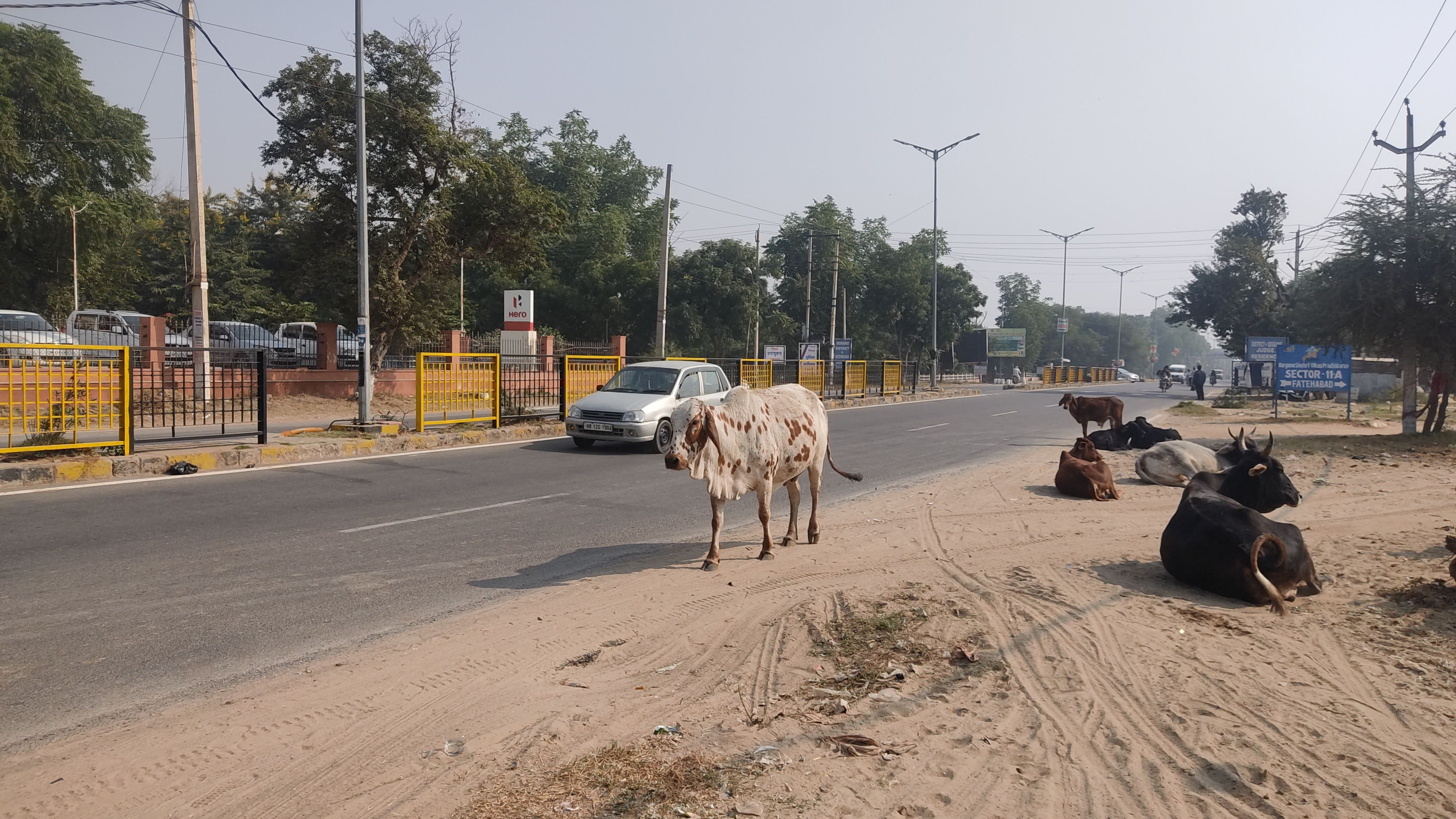 फतेहाबाद में लघुसचिवालय के पास सड़क पर घूमते लवारिस पशु। फतेहाबाद में लघुसचिवालय के पास सड़क पर घूमते लवारिस पशु।