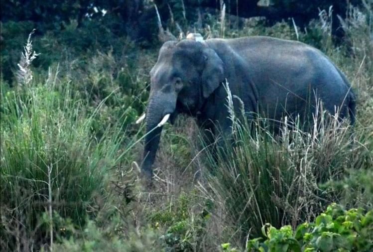 Uttarakhand News : L’intelligence artificielle sera désormais utilisée pour prévenir les conflits entre les humains et les éléphants