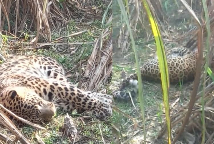 Meerut: Leopard found in ill condition in farmers field