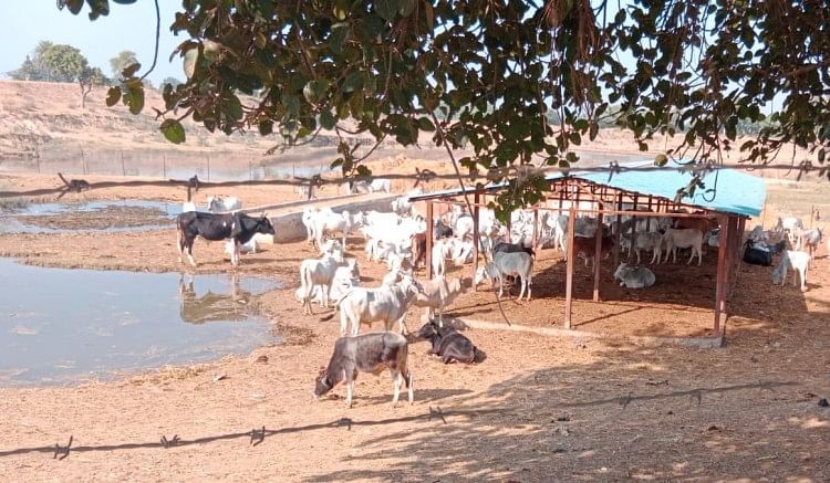 Sapi kesal karena genangan air di Gaushala Sapi Kesal Karena Genangan Air Di Gaushala