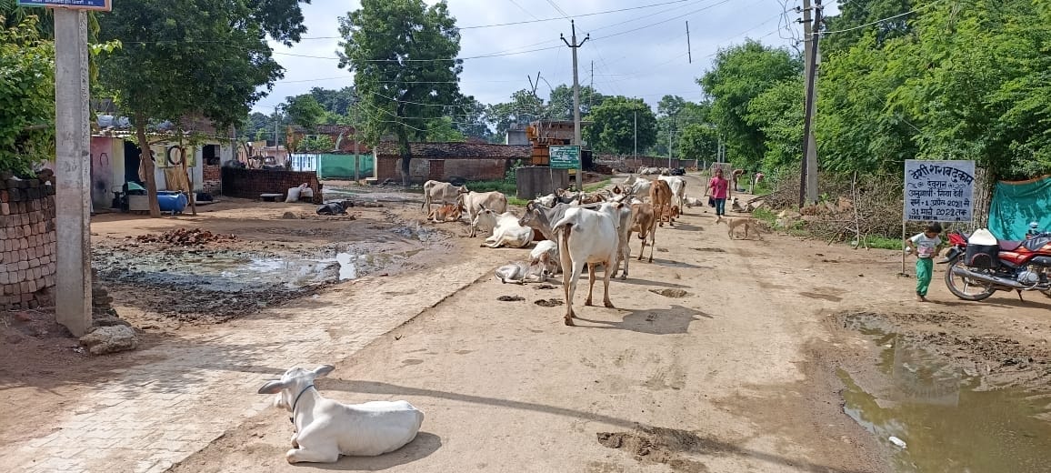 ीच रोड पर खड़े अन्ना जानवर ीच रोड पर खड़े अन्ना जानवर