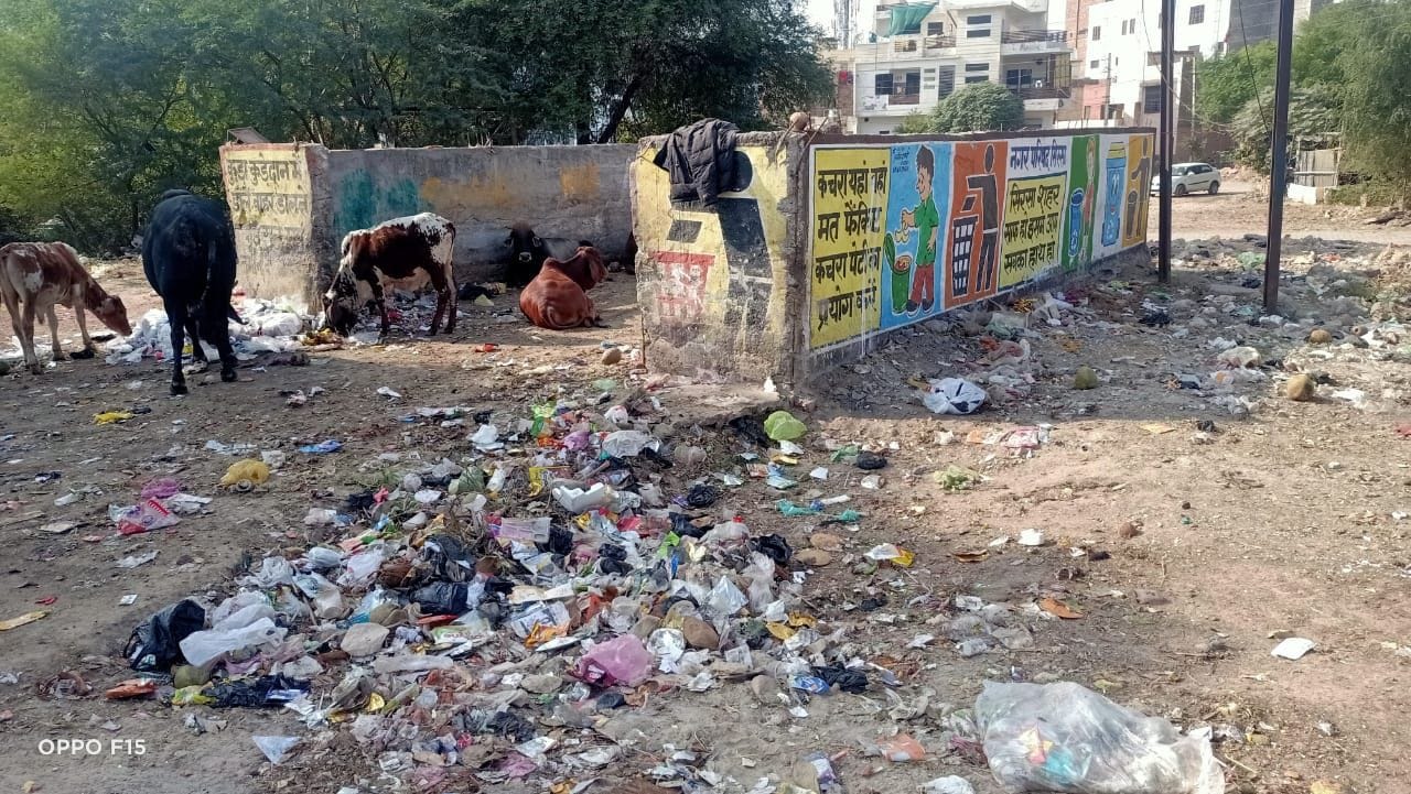 बरनाला रोड स्थित डंपिंग स्टेशन पर फैला कूड़ा और बैठे बेसहारा पशु।