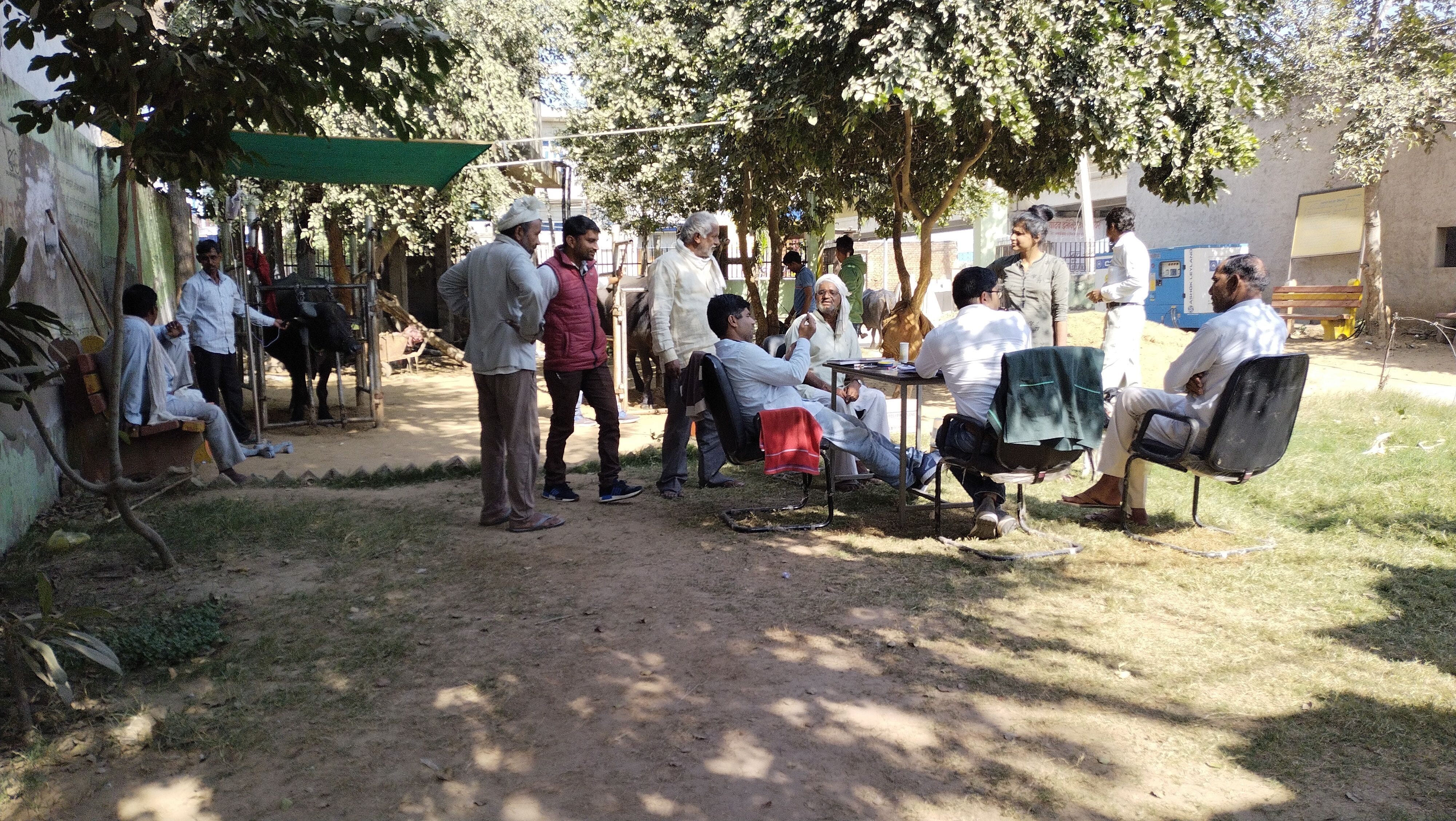 रिवासा पंचायत भवन में चल रहे अस्थायी रिजनल सेंटर में पशुओं का इलाज करते चिकित्सक। संवाद रिवासा पंचायत भवन में चल रहे अस्थायी रिजनल सेंटर में पशुओं का इलाज करते चिकित्सक। संवाद