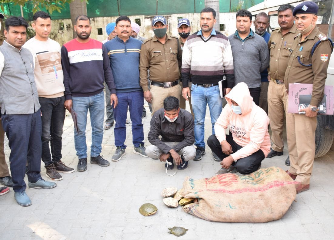 रुद्रपुर पुलिस कार्यालय में एसओजी की हिरासत में कछुआ तस्कर। रुद्रपुर पुलिस कार्यालय में एसओजी की हिरासत में कछुआ तस्कर।