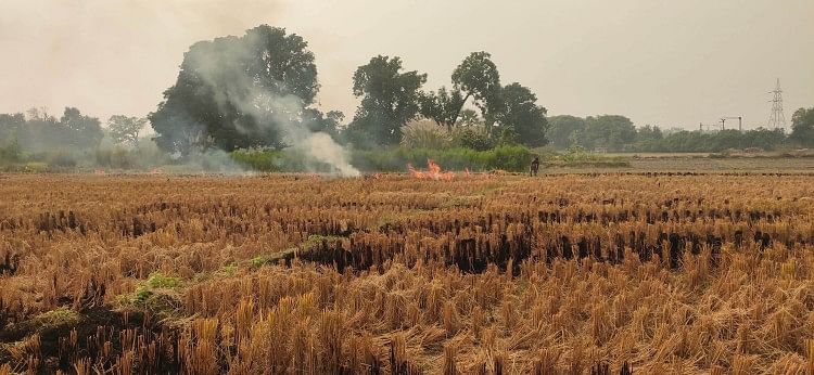 tunggul terbakar terus menerus di ladang Tunggul Membakar Terus-menerus Di Ladang