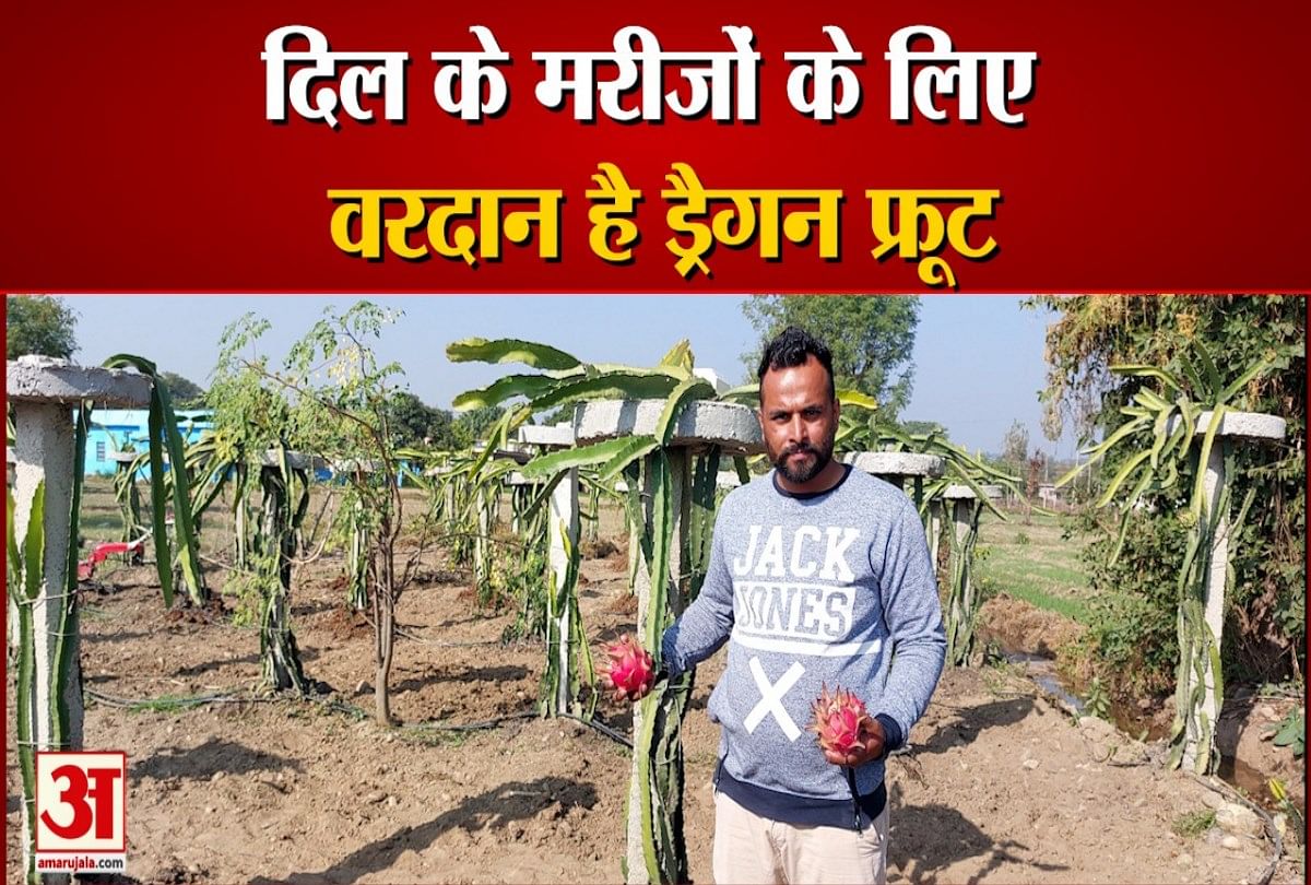 Watch Video  Dragon Fruit Farming In Una Himachal Pradesh By Farmer Mushtak