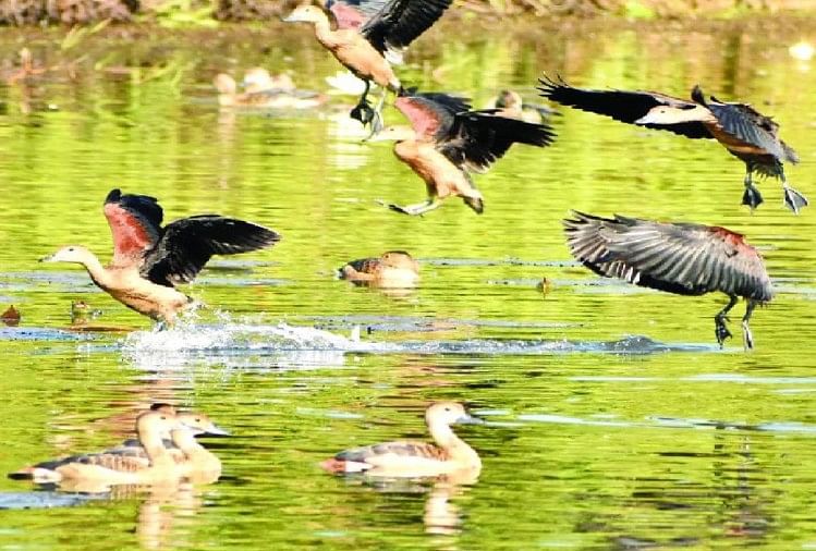 Burung Bermigrasi Bersiul Teal Terlihat Di Sungai Chambal