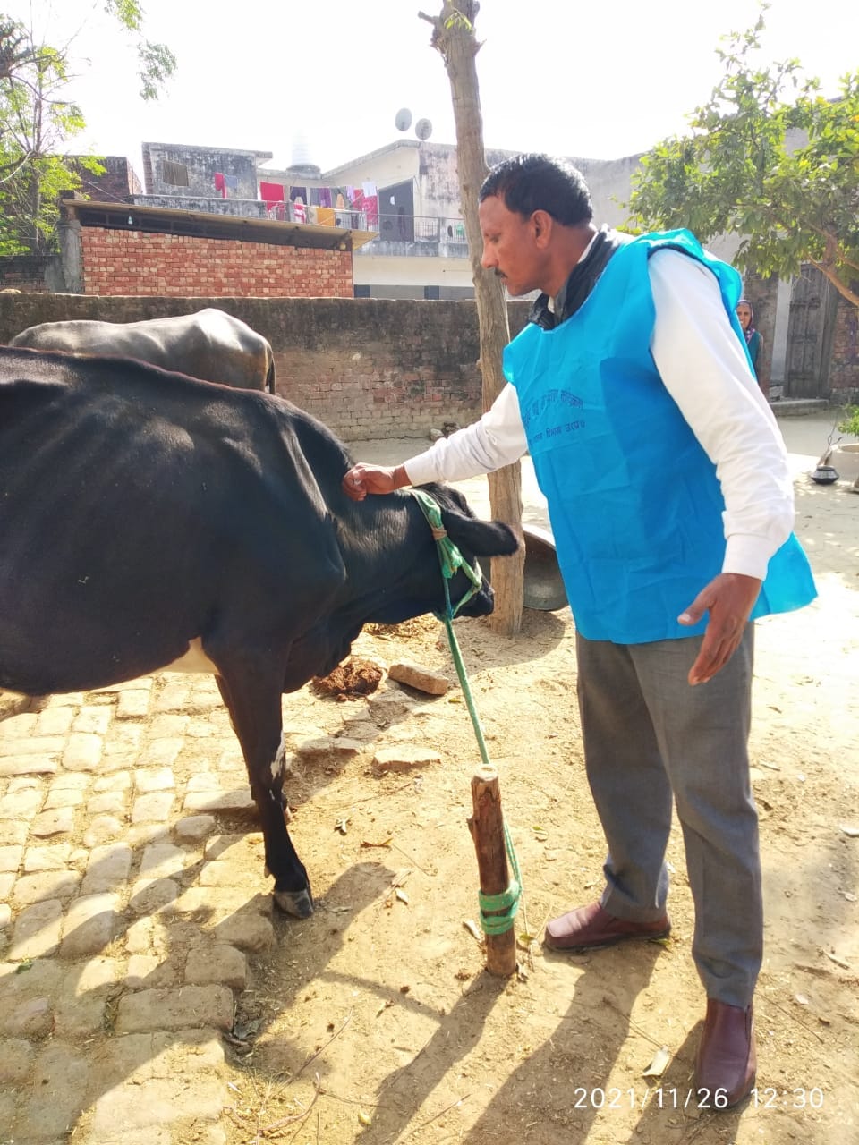 खुरपका व मुंहपका रोग को लेकर दुधारू पशुओं को टीका लगाते पशु पालन विभाग का चिकित्सक
