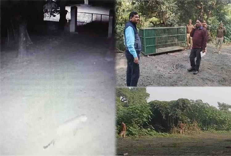 Kanpur: Leopard s’est enfui du campus Vssd