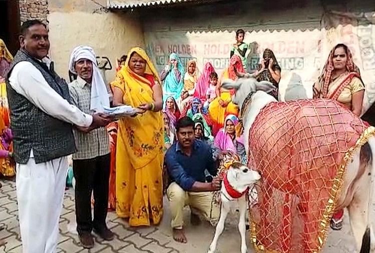 Célébration d’anniversaire de veau de vache dans le village de Mathura