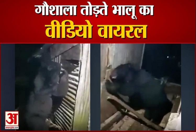 Uttarakhand News: La vidéo d’une étable qui brise un ours devient virale – Uttarakhand News: La vidéo d’une étable qui brise un ours devient virale, regardez ici