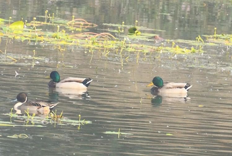 Des milliers d’oiseaux migrateurs ont atteint la réserve ornithologique de Patna à Etah