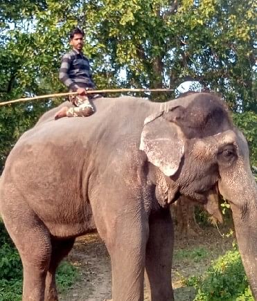 Jai Singh moulé dans le climat de Dudhwa, se prépare maintenant à s’entraîner