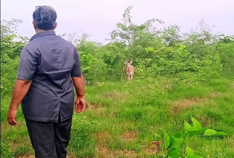 Cerfs à Bhagirathi et Gangavan Pada et espèces de cerfs noirs Nouvelles de Kasganj
