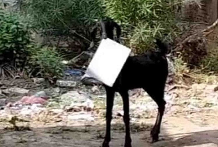Une chèvre s’est enfuie avec un dossier dans la bouche d’un employé du bureau du gouvernement l’a suivi Chaubeypur Block