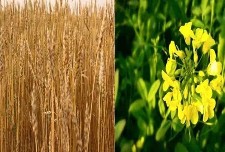 Bonne nouvelle pour les agriculteurs, de nouvelles variétés de blé et de moutarde donneront un bon rendement en moins de temps