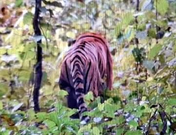 Des tigres ont été vus dans les buissons près de la route numéro un pour les touristes