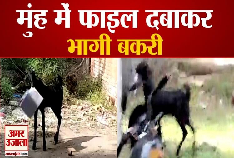 Got Ran Away Important File With In Mouth Kanpur Video Viral