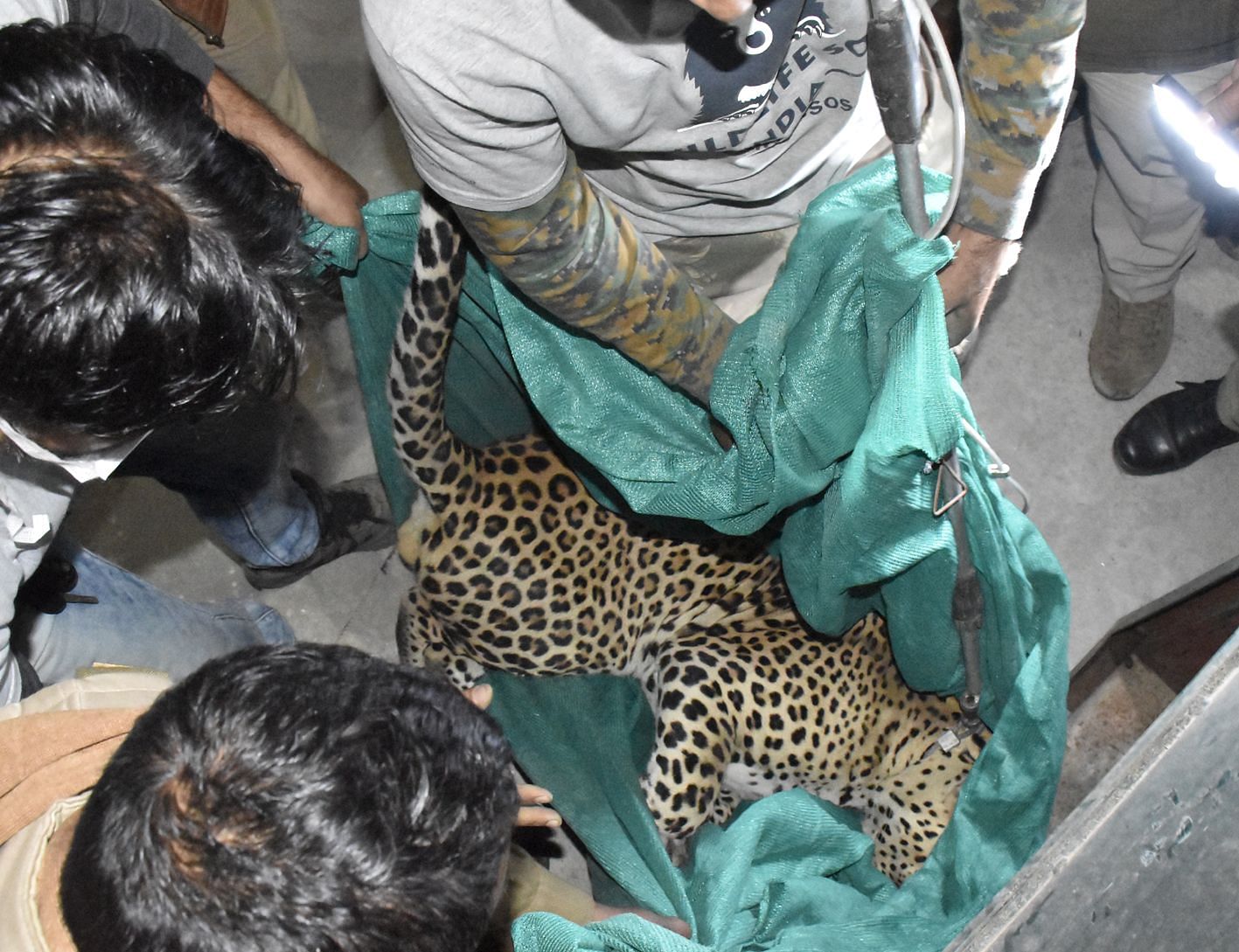   L'équipe portant le léopard après avoir été secouru