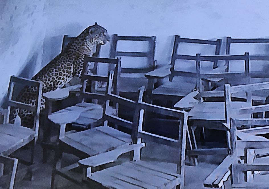 Le léopard qui est entré dans la pièce d'un collège de la région de Charra a été filmé par une caméra de vidéosurveillance. 