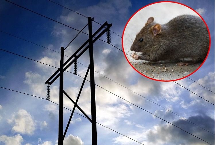 L’électricité a calé pendant neuf heures à cause d’un rat à Kushinagar