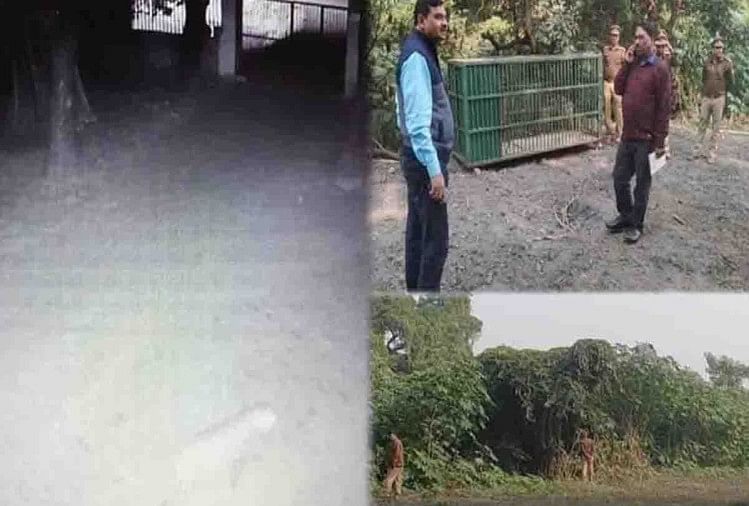 L’équipe du Département des forêts n’a pas pu attraper le léopard – Kanpur : des bombes ont explosé