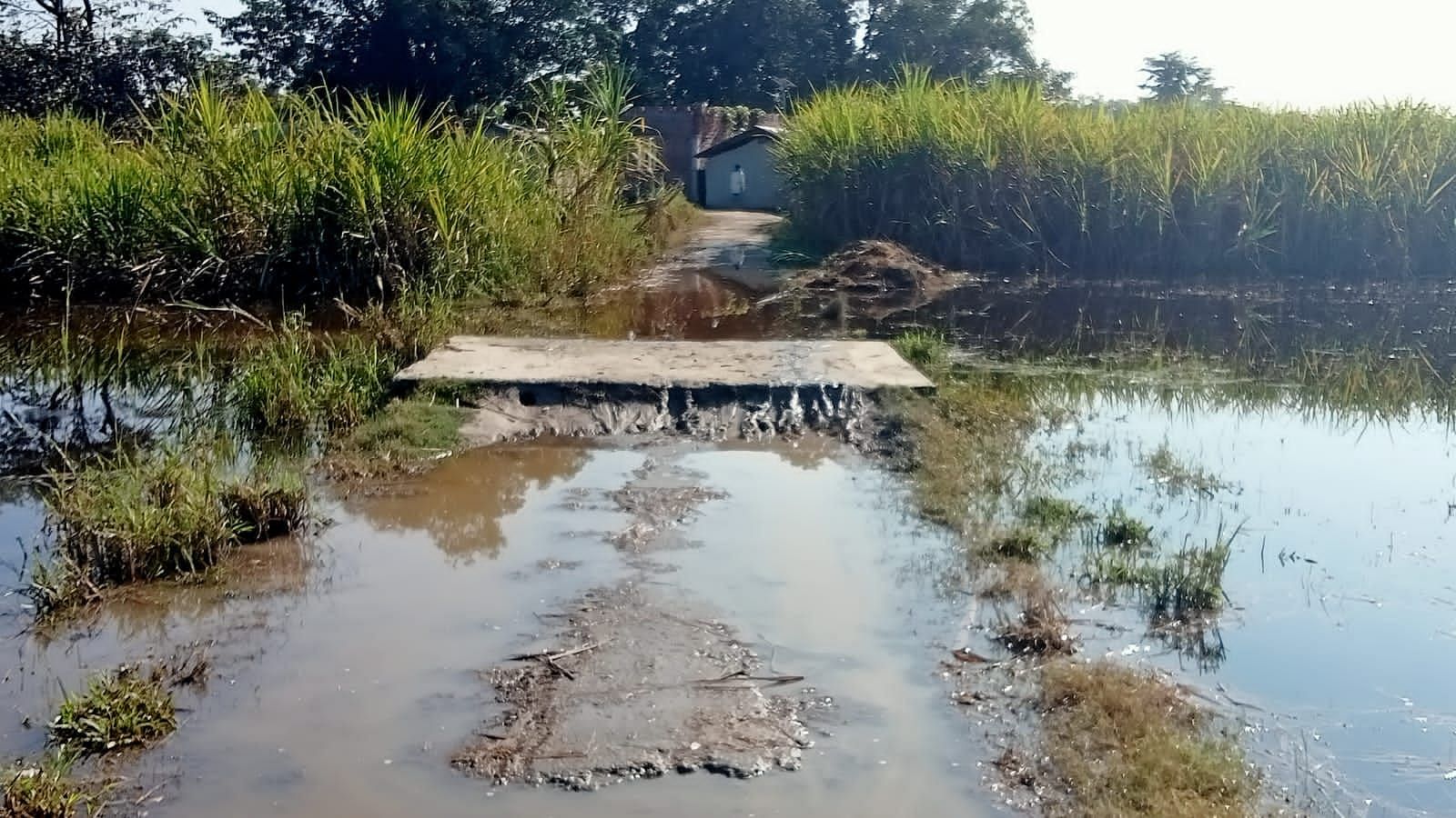 खटीमा के सिसैया बंधा में जलभराव से क्षतिग्रस्त हुआ मार्ग।