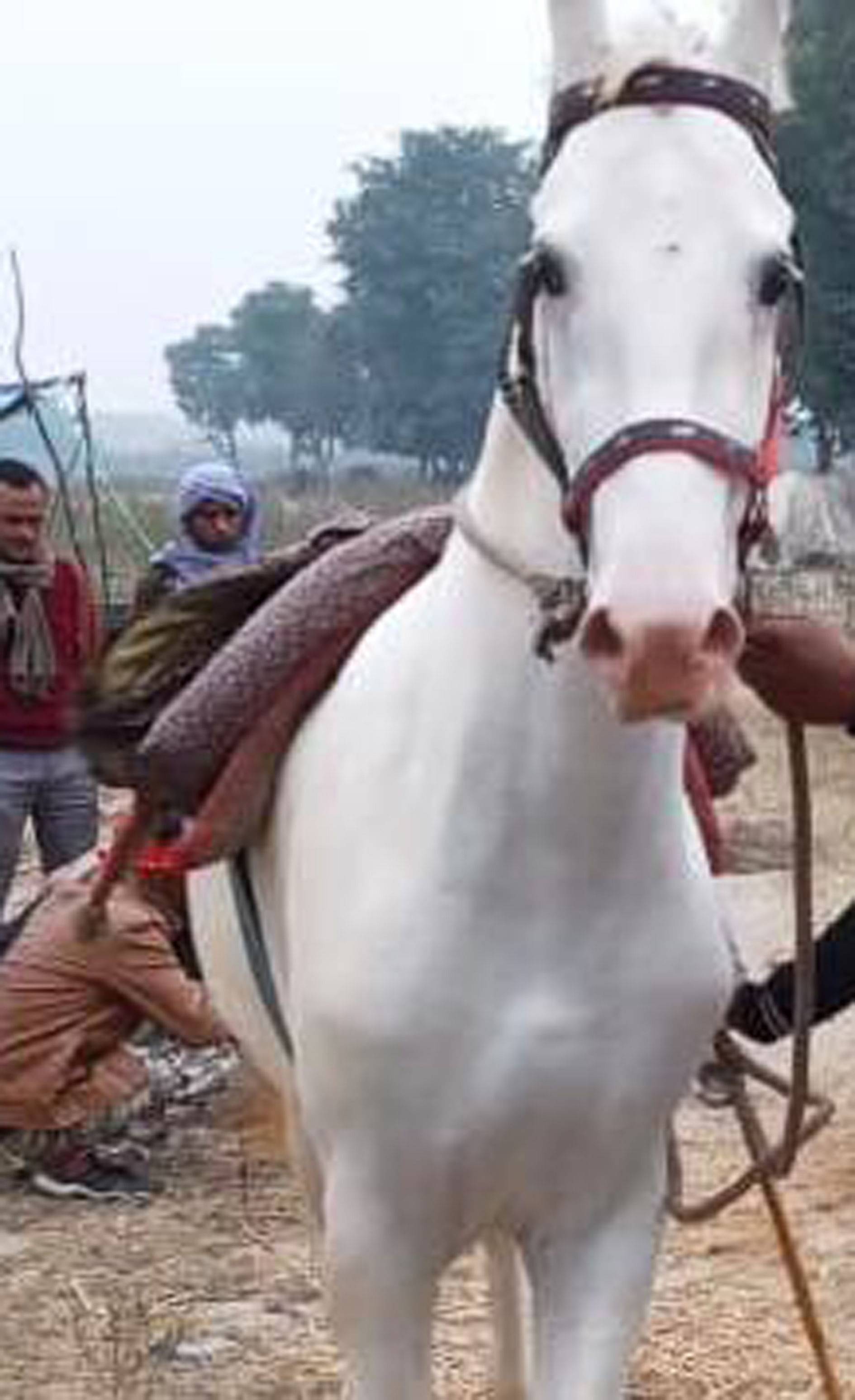 Cheval Badal d'une valeur de Rs 6 lakh atteint la foire aux bestiaux de Kasganj Soronji Shivraj
