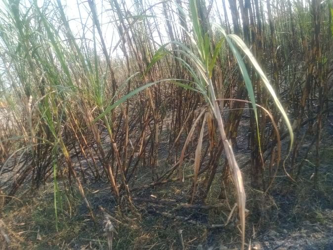 Canne – Mécontents de la pression de vendre de la canne à sucre à l’usine défaillante, les agriculteurs ont brûlé la canne à sucre