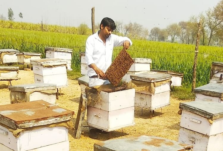Vinay Of Jhajjar Left The Job Of Je And Took Up The Business Of Beekeeping  - मिसाल: जेई की नौकरी छोड़ अपनाया मधुमक्खी पालन का व्यवसाय, बने शहद रत्न  अवॉर्डी, बाजार में
