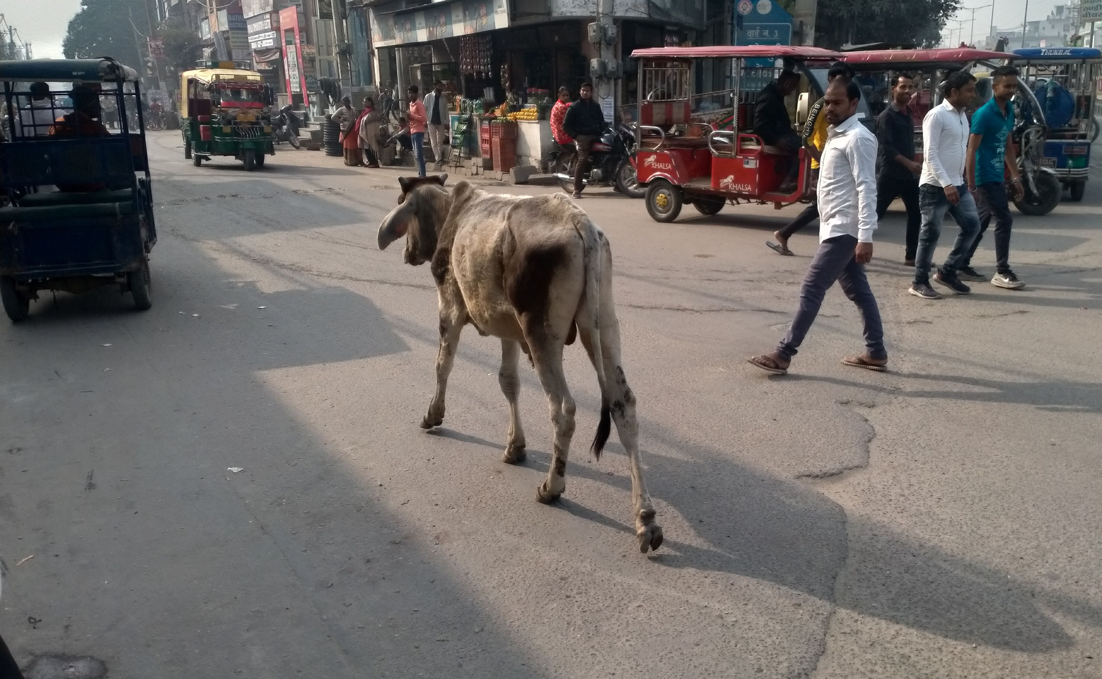 पानीपत। तहसील कैंप रोड पर घुमती हुई बेसहारा पशु।