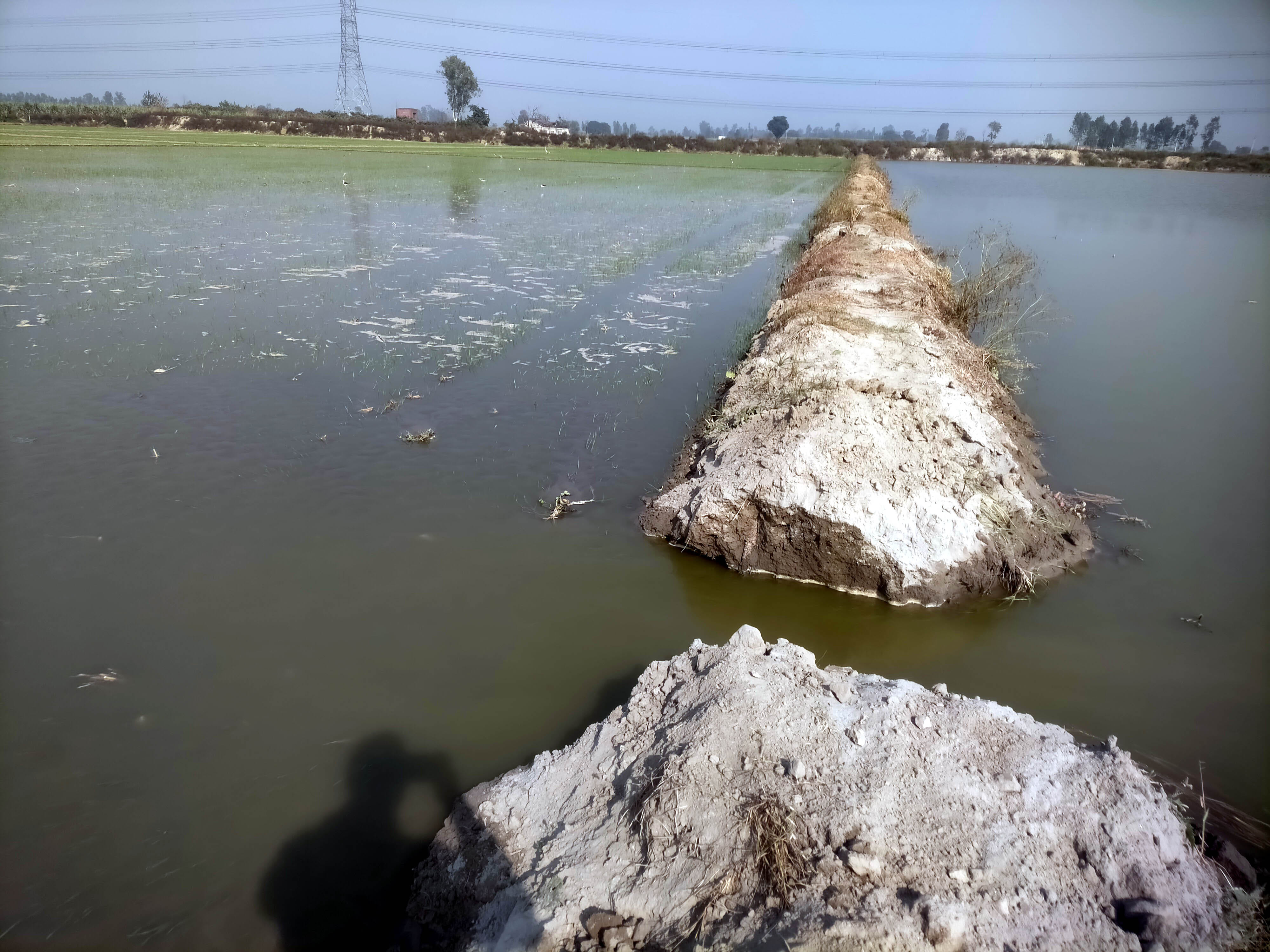 कैराना में मामौर झील टूटने से फसलों में भरा गंदा पानी कैराना में मामौर झील टूटने से फसलों में भरा गंदा पानी