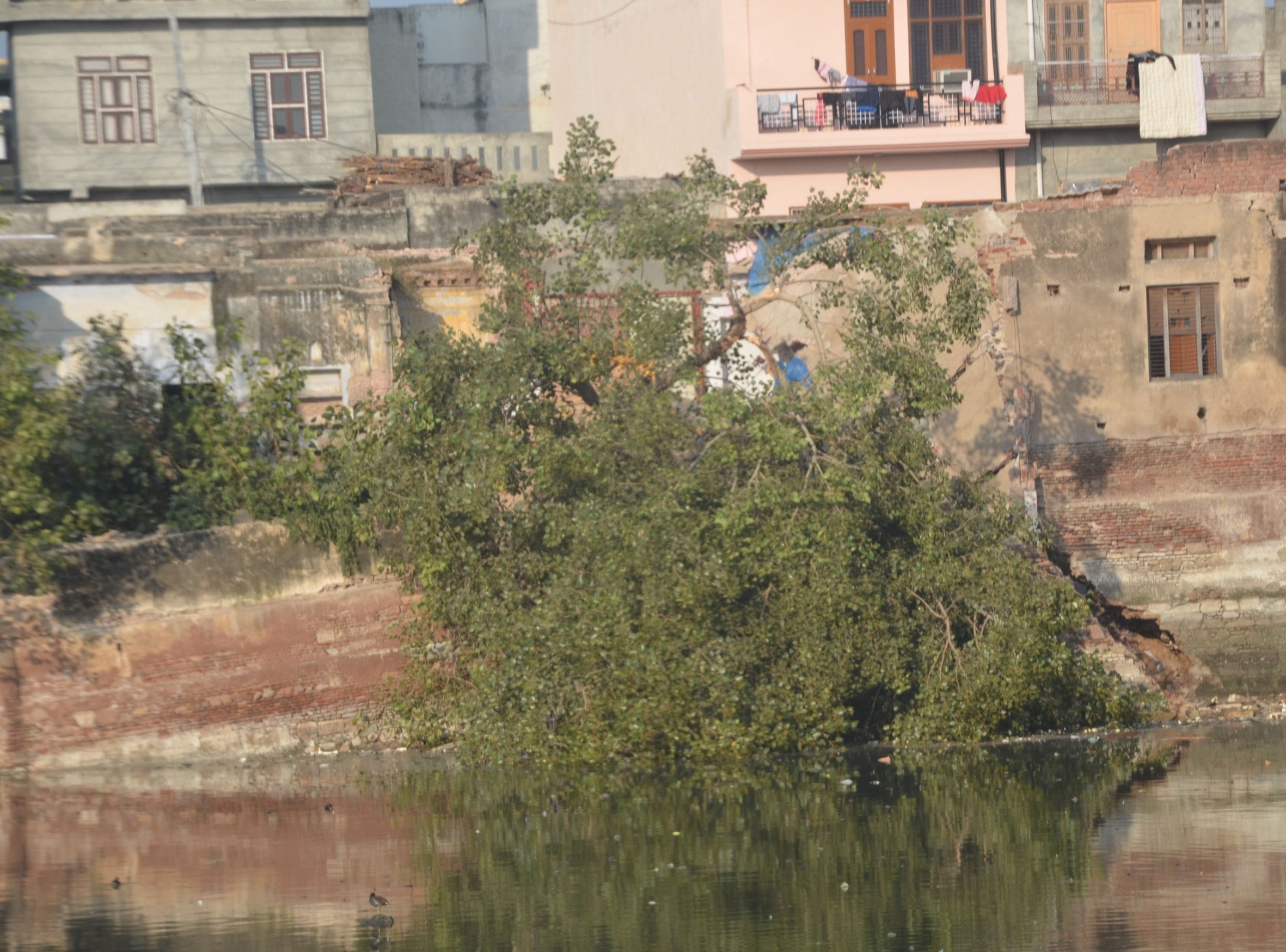 फोटो 27 आर  तालाब में गिरा श्याम बहादुर मंदिर का मलबा और उखड़ा पीपल।