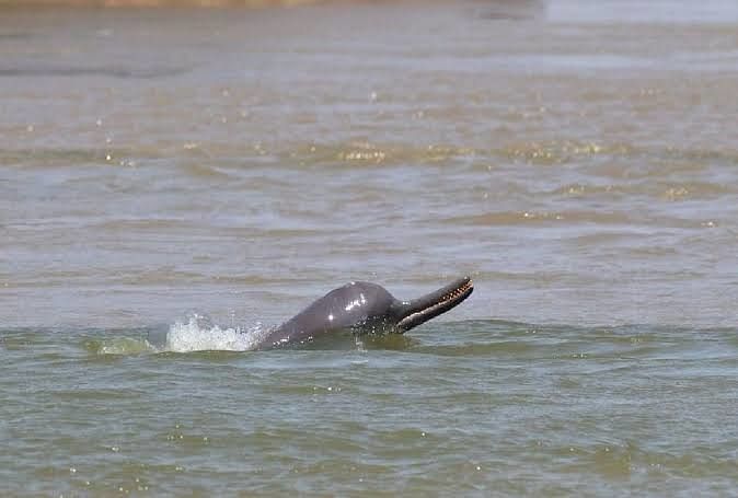 Dauphin – La famille des dauphins s’est agrandie à Chambal