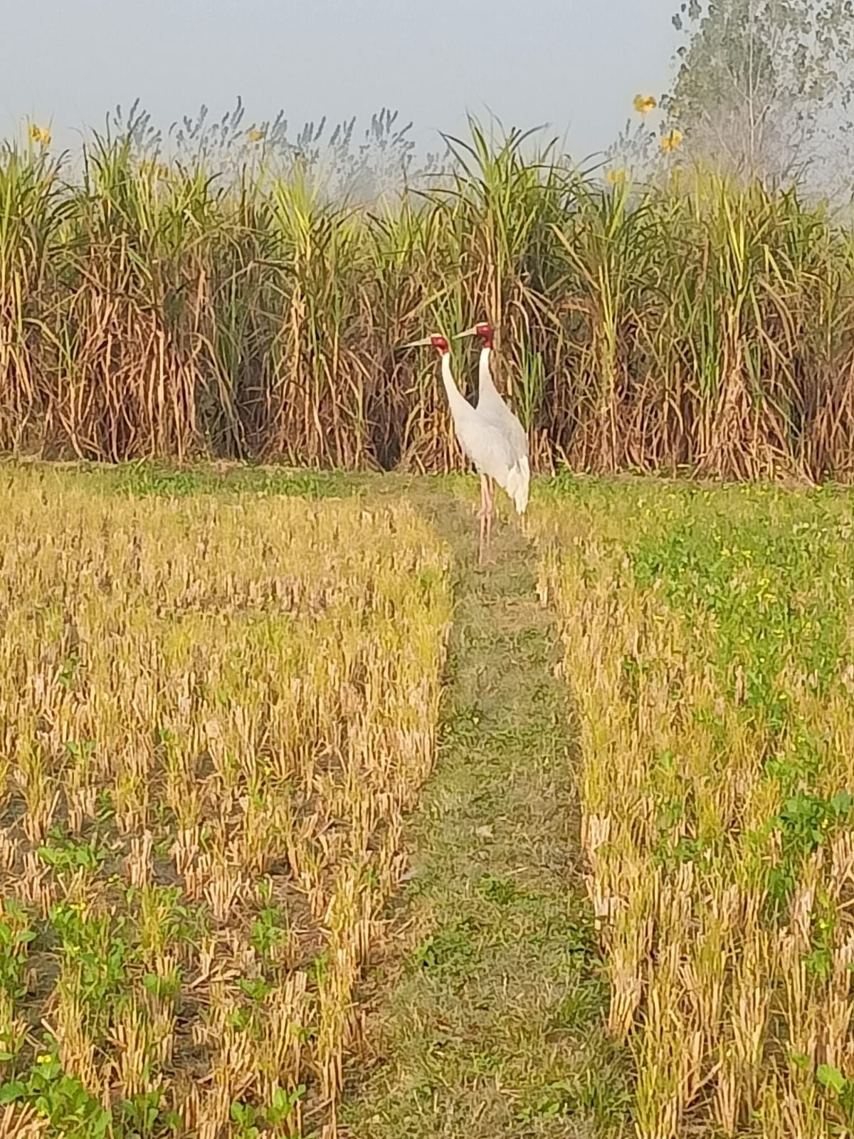 घिस्सूखेड़ा में दिखे सारस क्रेन