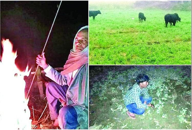 Les agriculteurs protègent les cultures des bovins pendant la nuit froide de décembre – Kasganj