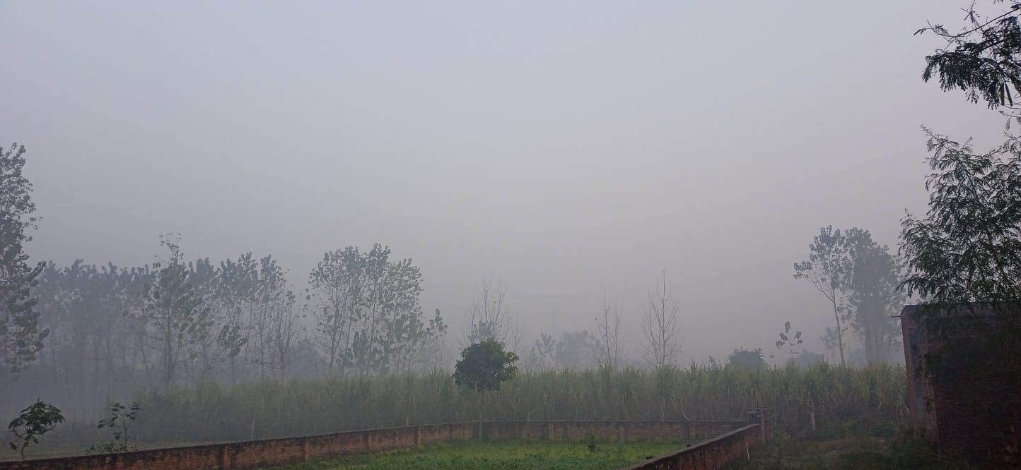 शामली भैंसवाल रोड पर पड़ा कोहरा