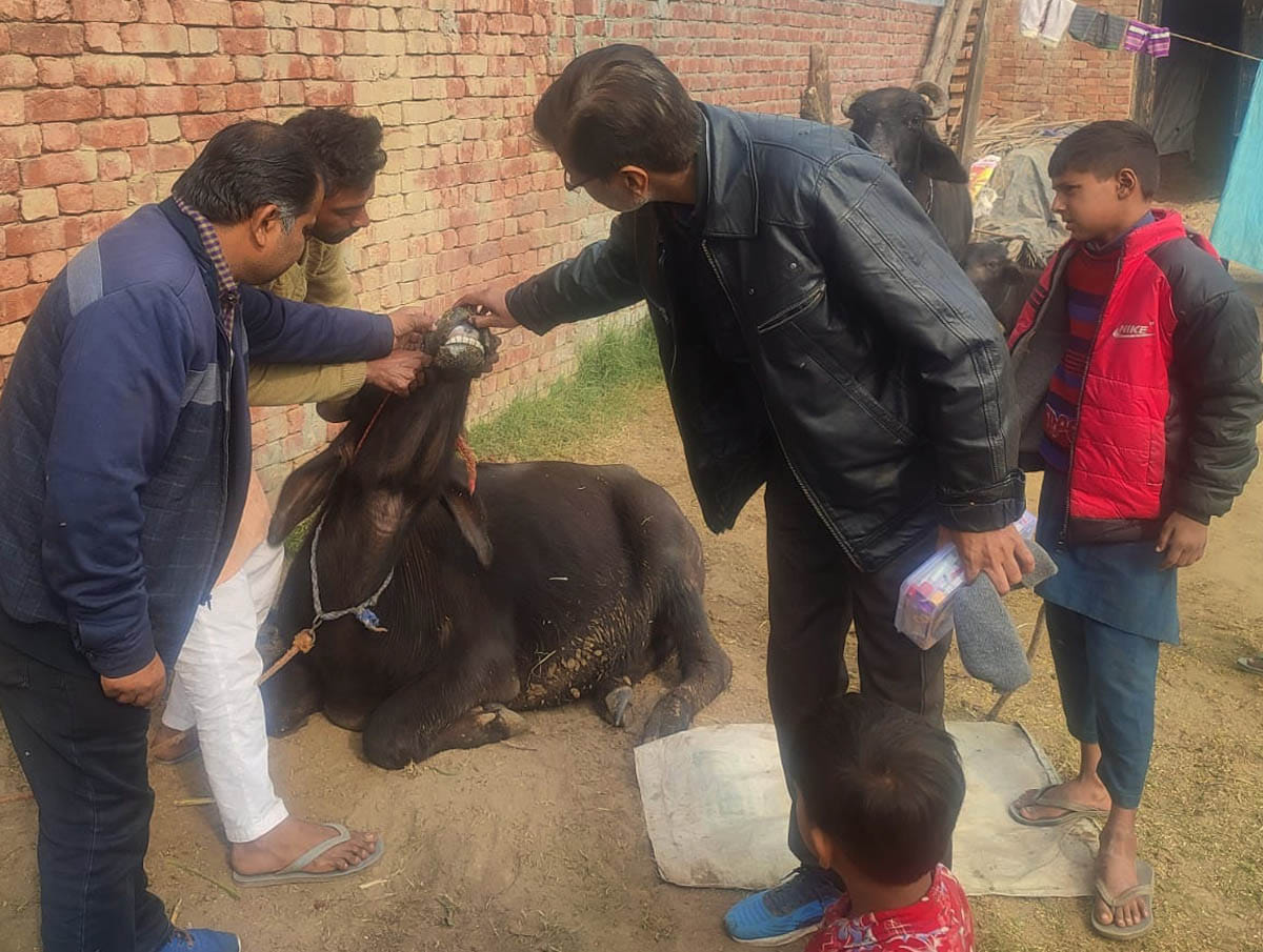 कुल्हेड़ी में पशुओं का चेकअप करती चिकित्सा विभाग की टीम