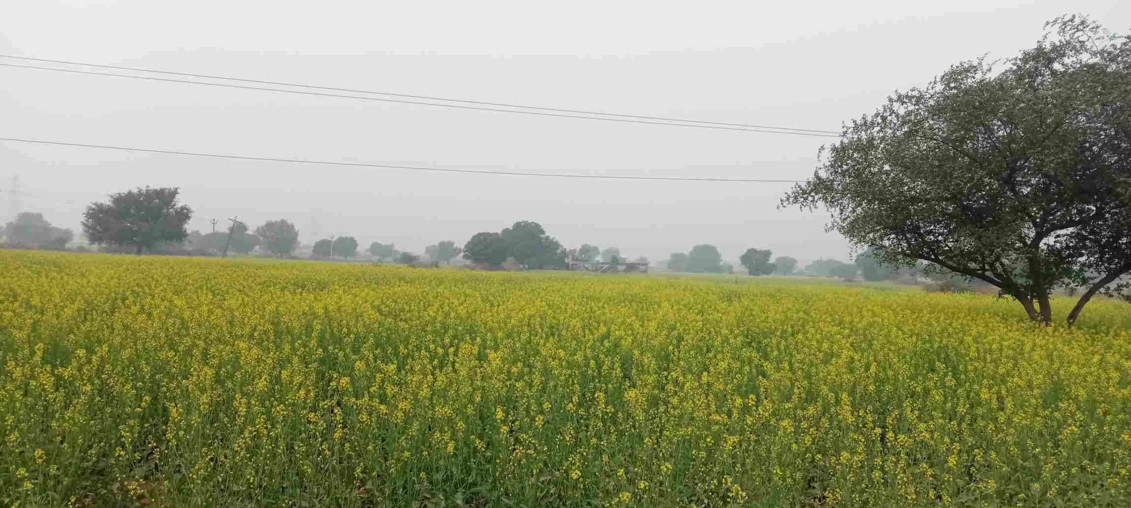   खेत में लहलाती सरसों की फसल। संवाद