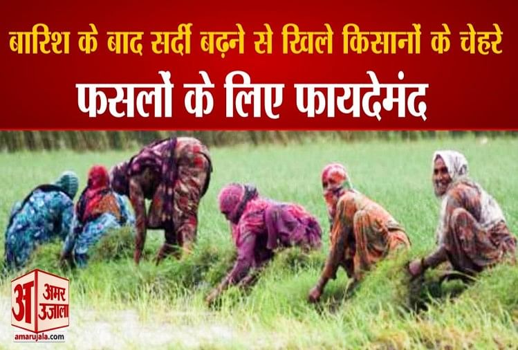 Petani Tanaman Diuntungkan Naiknya Musim Dingin Setelah Hujan Di Haryana