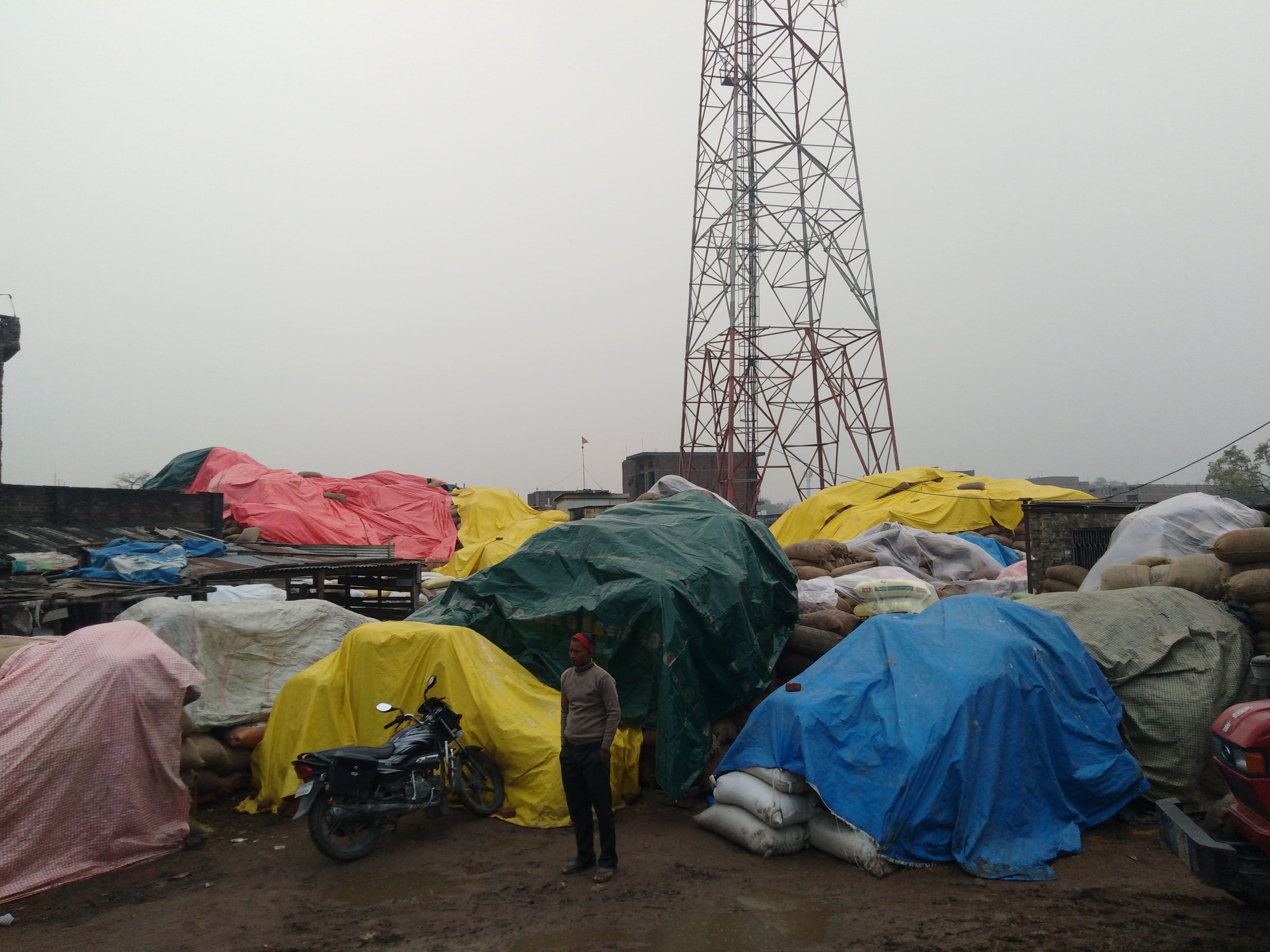 रेवती स्थित धान क्रय केंद्र पर बारिश से बचाने के लिए तिरपाल से ढककर रखा गया धान।