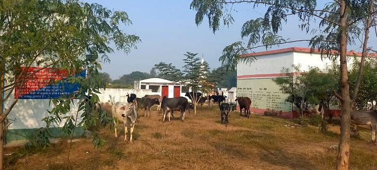 Auraiya News – Les fermiers de Turkipur ont fermé 50 bovins anna dans l’école