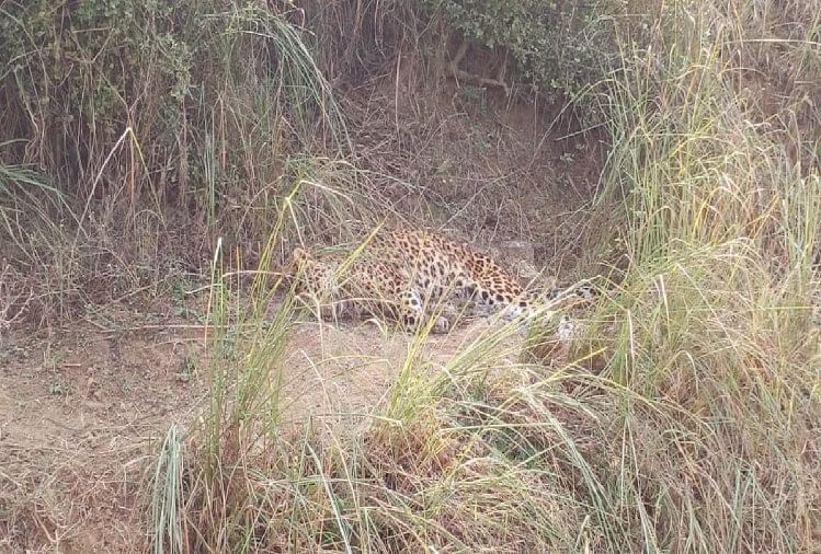 Un léopard retrouvé mort dans la région de Chambal à Agra