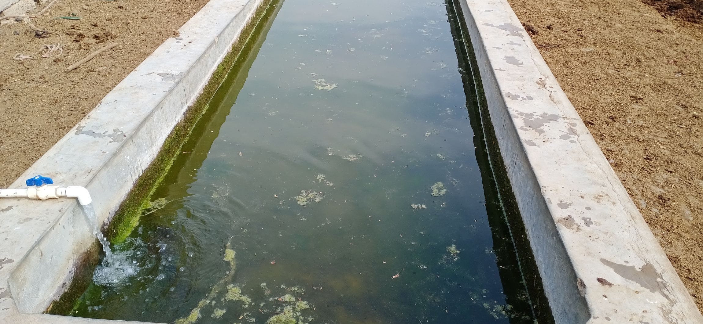 चारा खाने की जगह भरा गंदा पानी। संवाद चारा खाने की जगह भरा गंदा पानी। संवाद