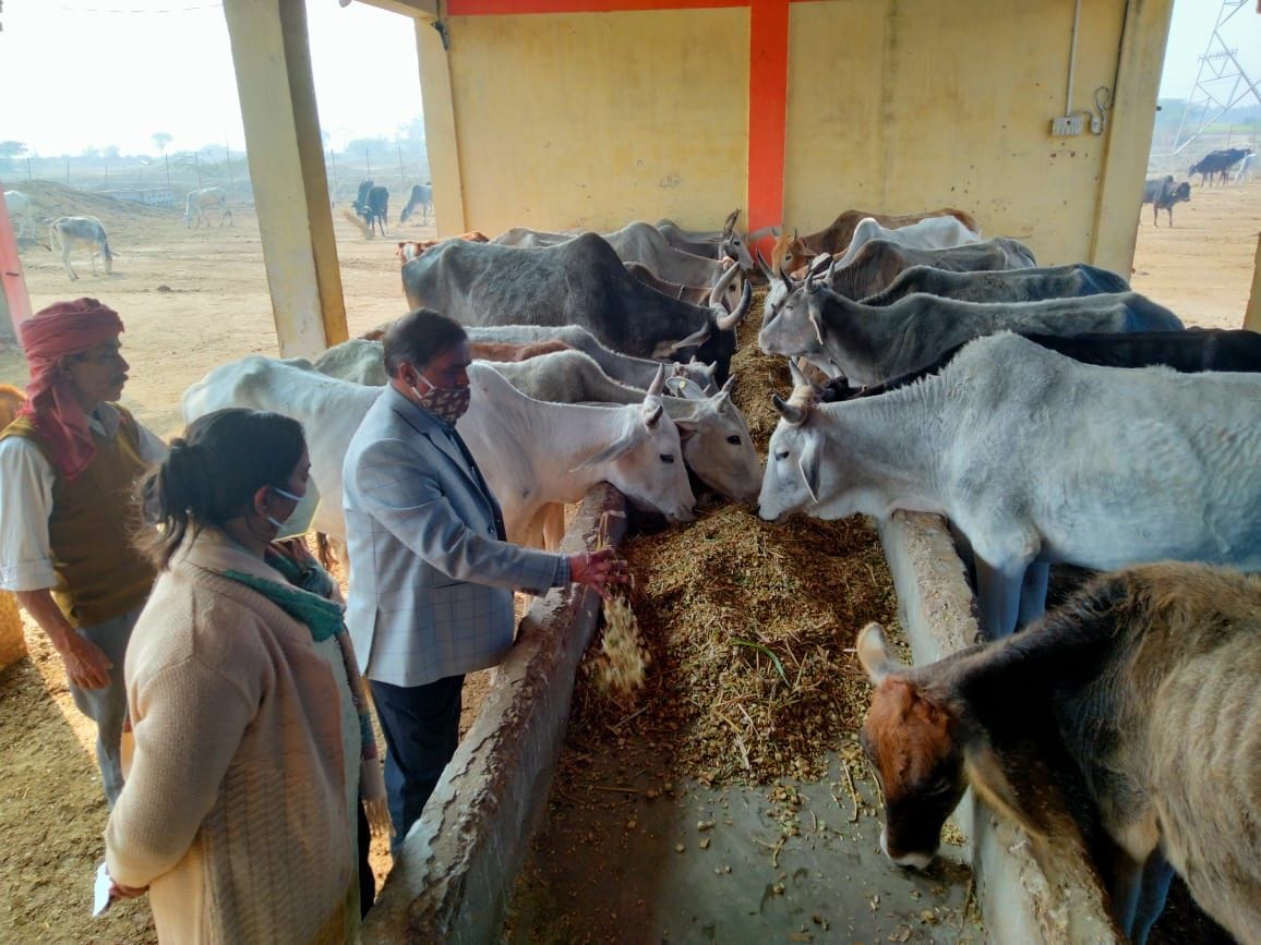 गोशाला में जायजा लेते बीडीओ कमल किशोर। संवाद