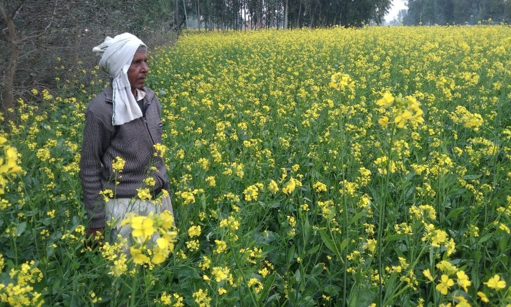 फोटो-35- बेहटा गोकुल में बारिश के बाद खेत में सरसों की फसल देखता किसान छोटेलाल। संवाद फोटो-35- बेहटा गोकुल में बारिश के बाद खेत में सरसों की फसल देखता किसान छोटेलाल। संवाद