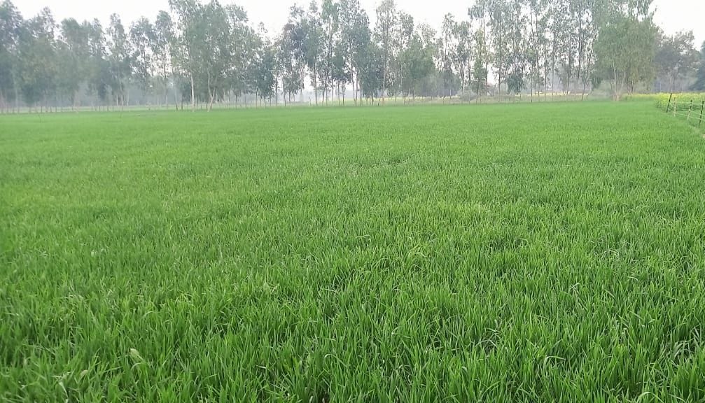 फोटो-36- खेत में लहलहाती गेहूं की फसल। संवाद फोटो-36- खेत में लहलहाती गेहूं की फसल। संवाद