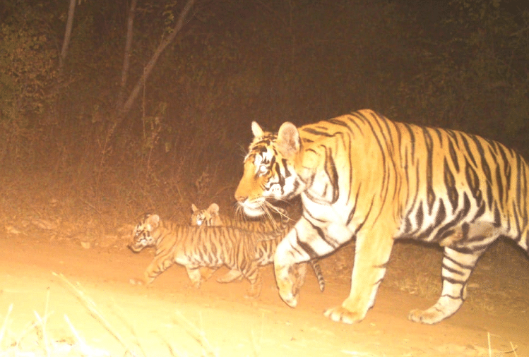 Panna Tiger Reserve: दो नन्हे मेहमानों ने दी कैमरे में दस्तक, पहली बार शावकों के साथ नजर आई बाघिन पी-213 की संतान